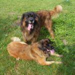 Roxy und Vigos vom Kaniberg